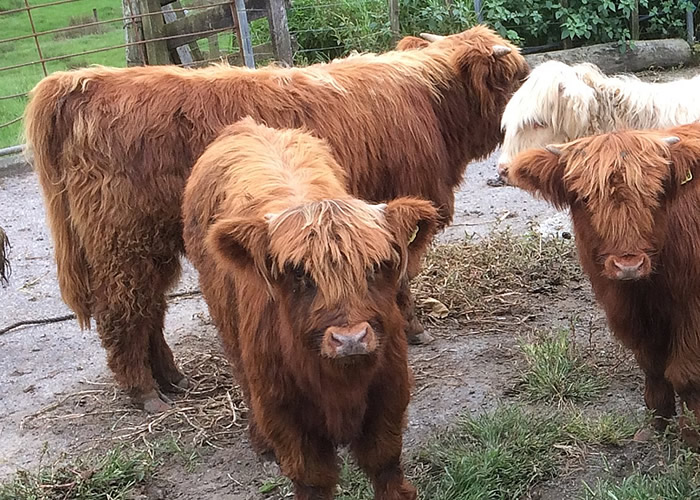 Eadon Highland Cattle for Sale